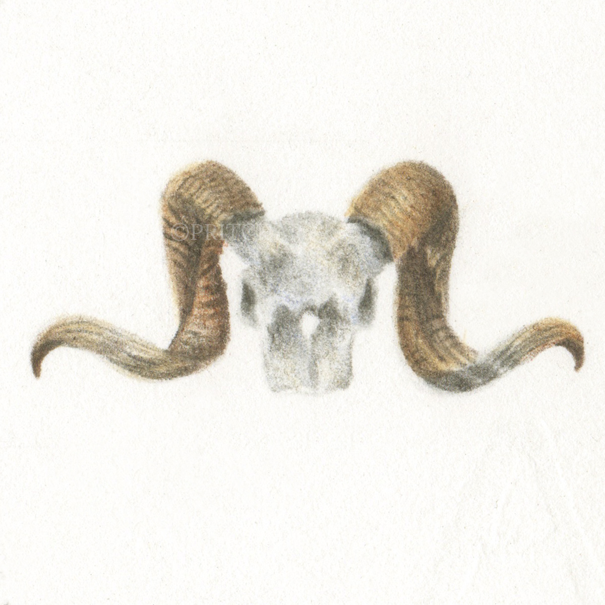 Ram Skull thumbnail 2