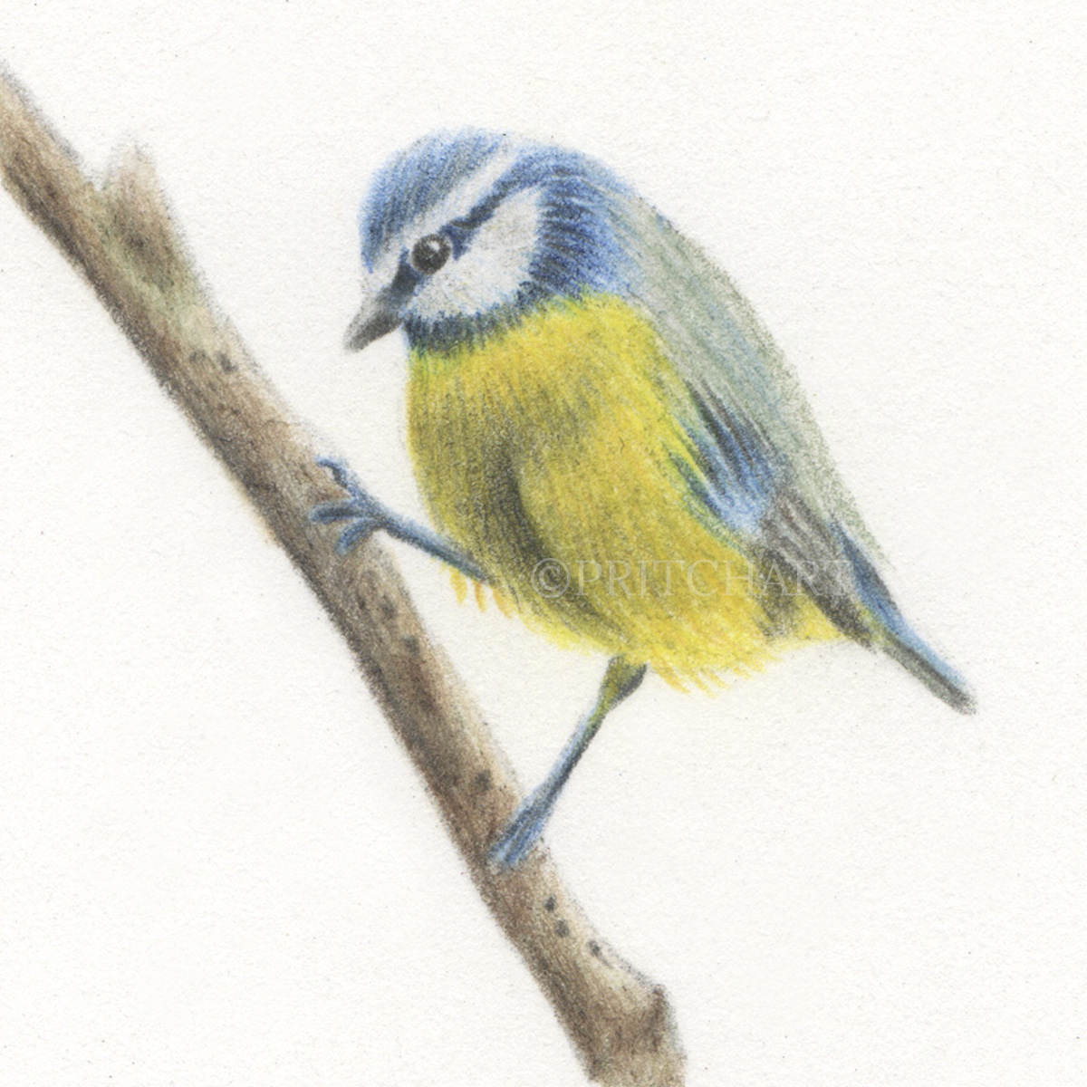 Blue Tit thumbnail 2