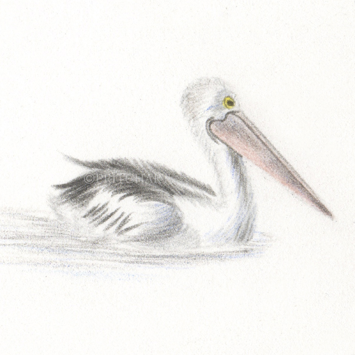 Pelican thumbnail 2