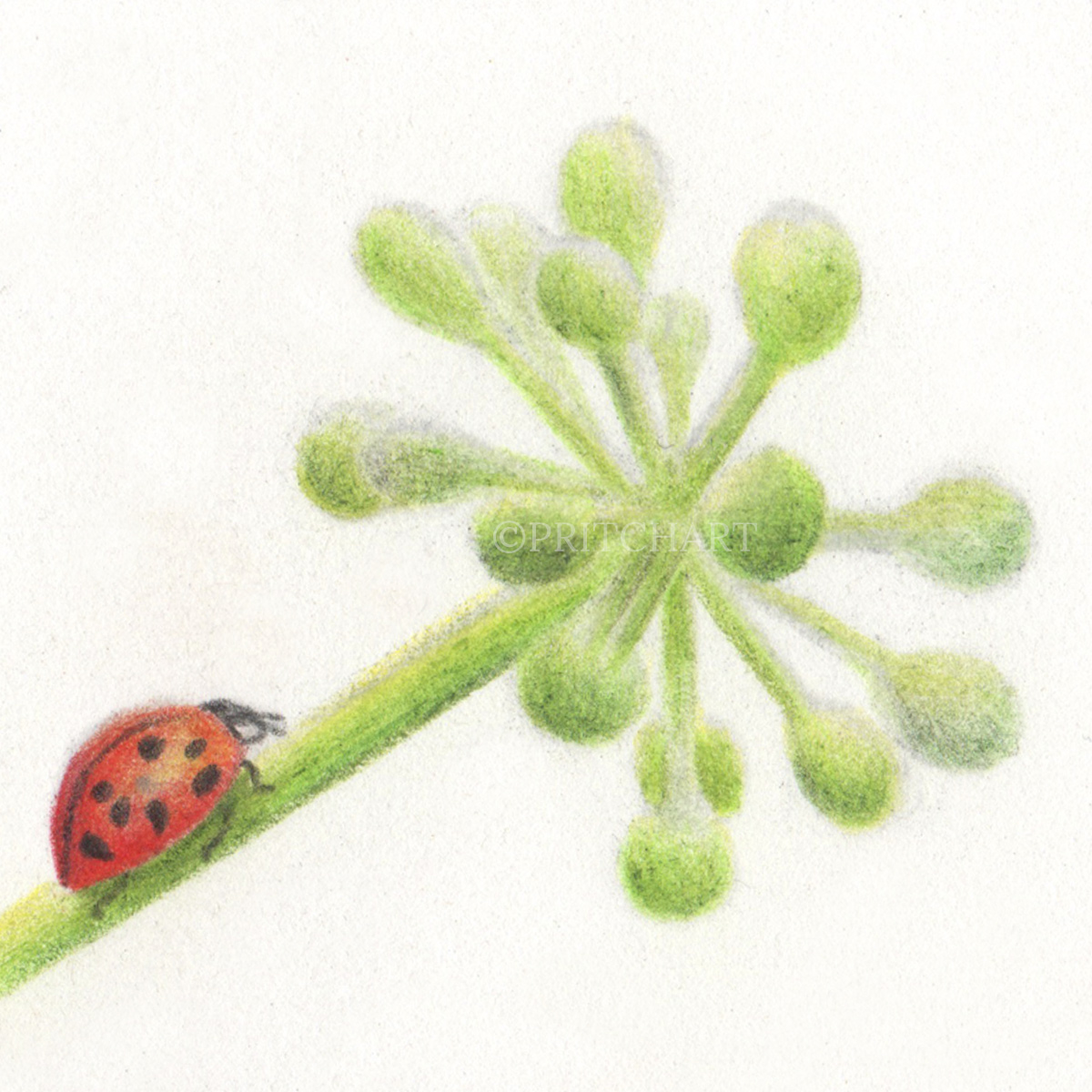 Ladybird thumbnail 2