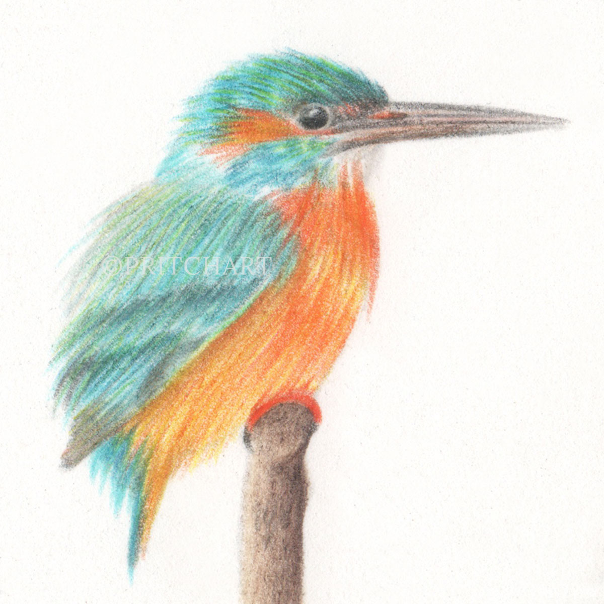 Kingfisher thumbnail 2