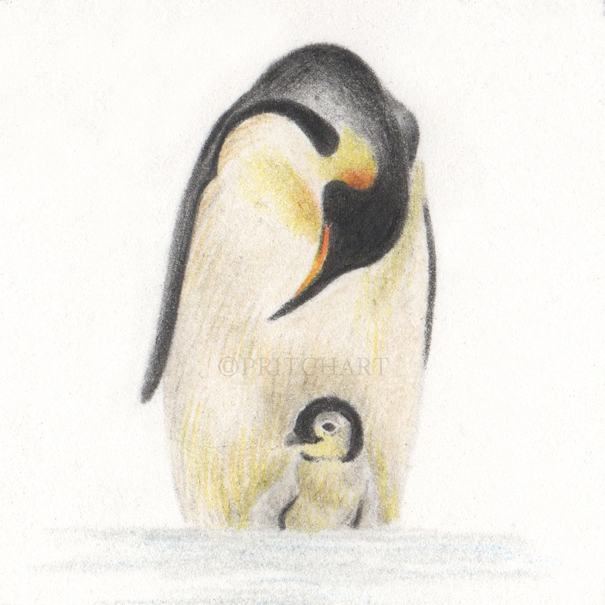 Emperor Penguin thumbnail 2