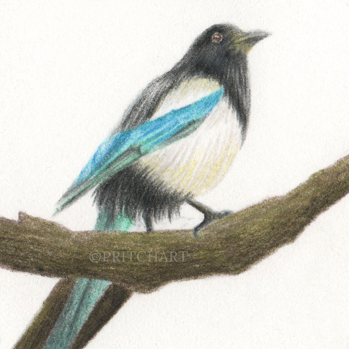 Magpie thumbnail 2