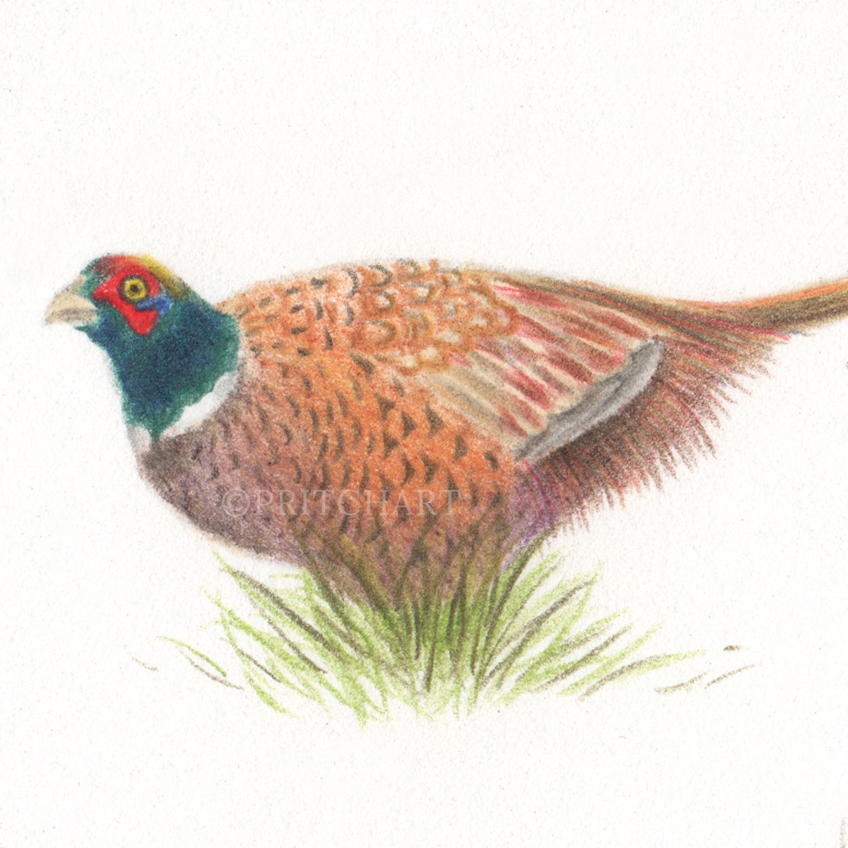 Pheasant thumbnail 2