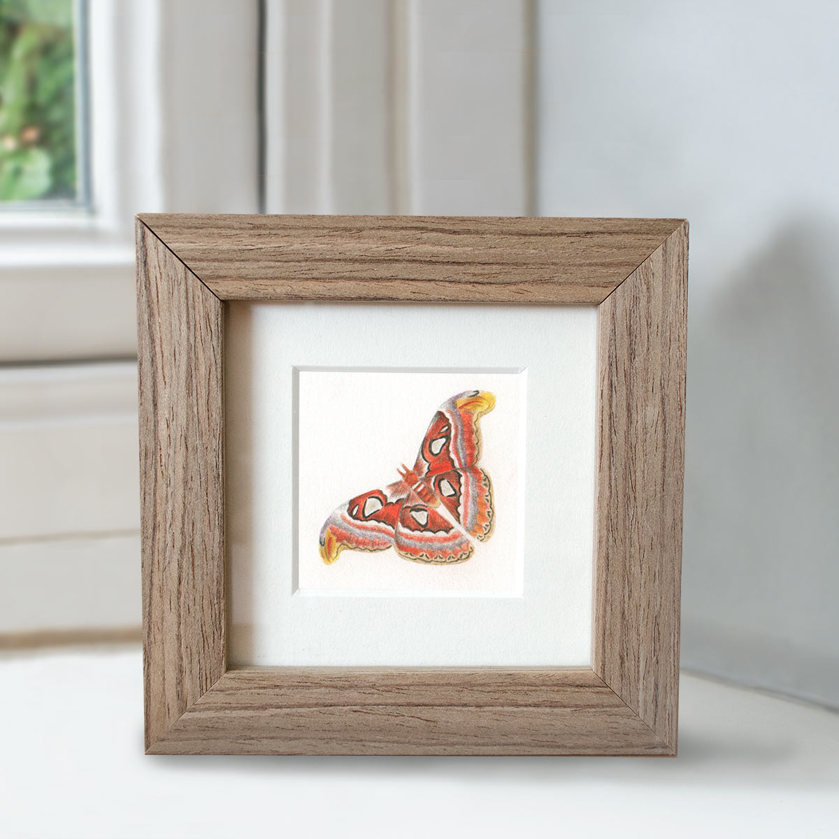 Atlas Moth - Preview image  British Wildlife Art