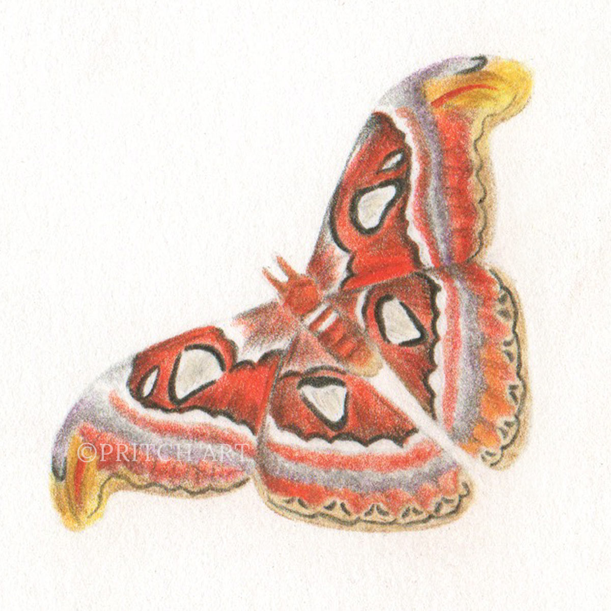 Atlas Moth thumbnail 2