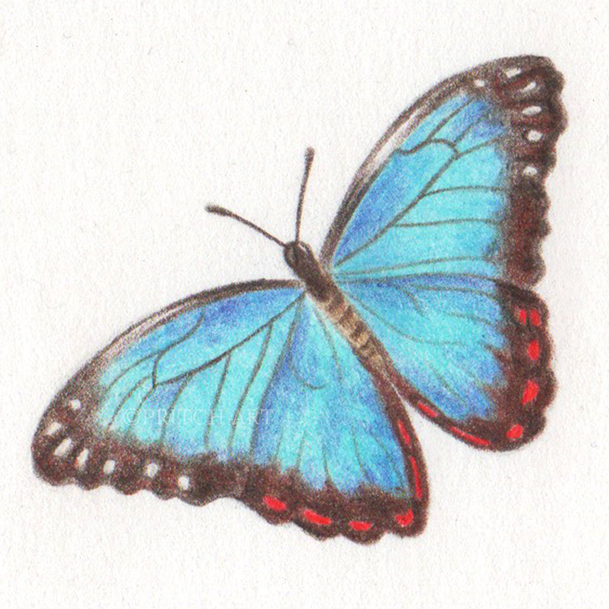 Common Morpho thumbnail 2