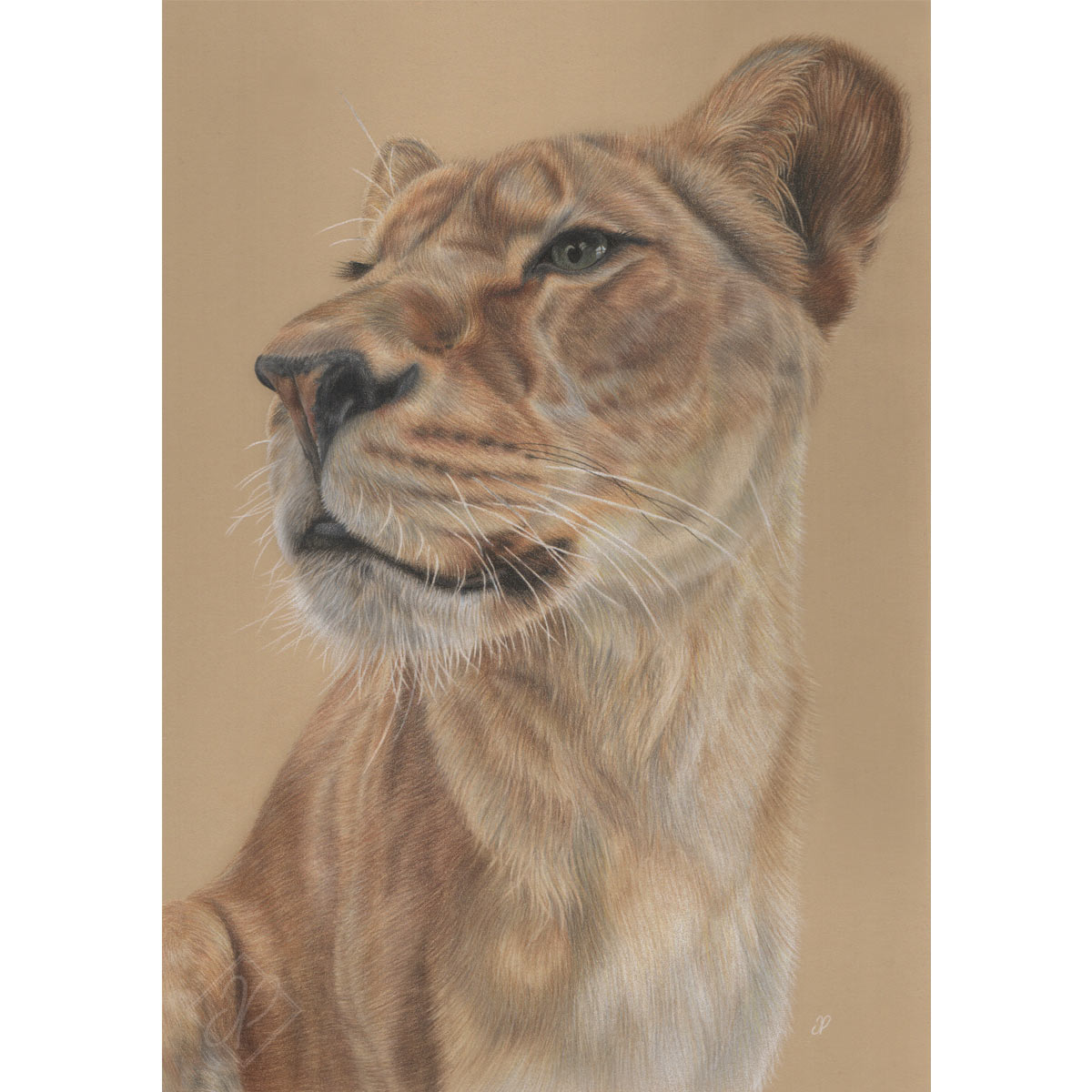 Gaze - Preview image  British Wildlife Art