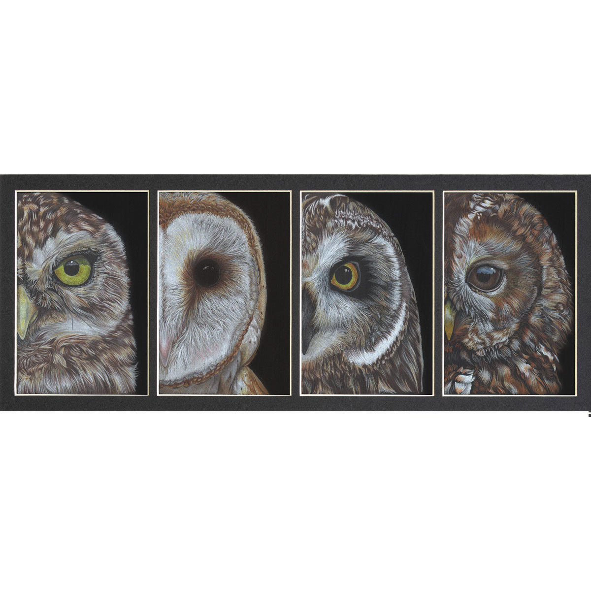 Hoot - Preview image  British Wildlife Art