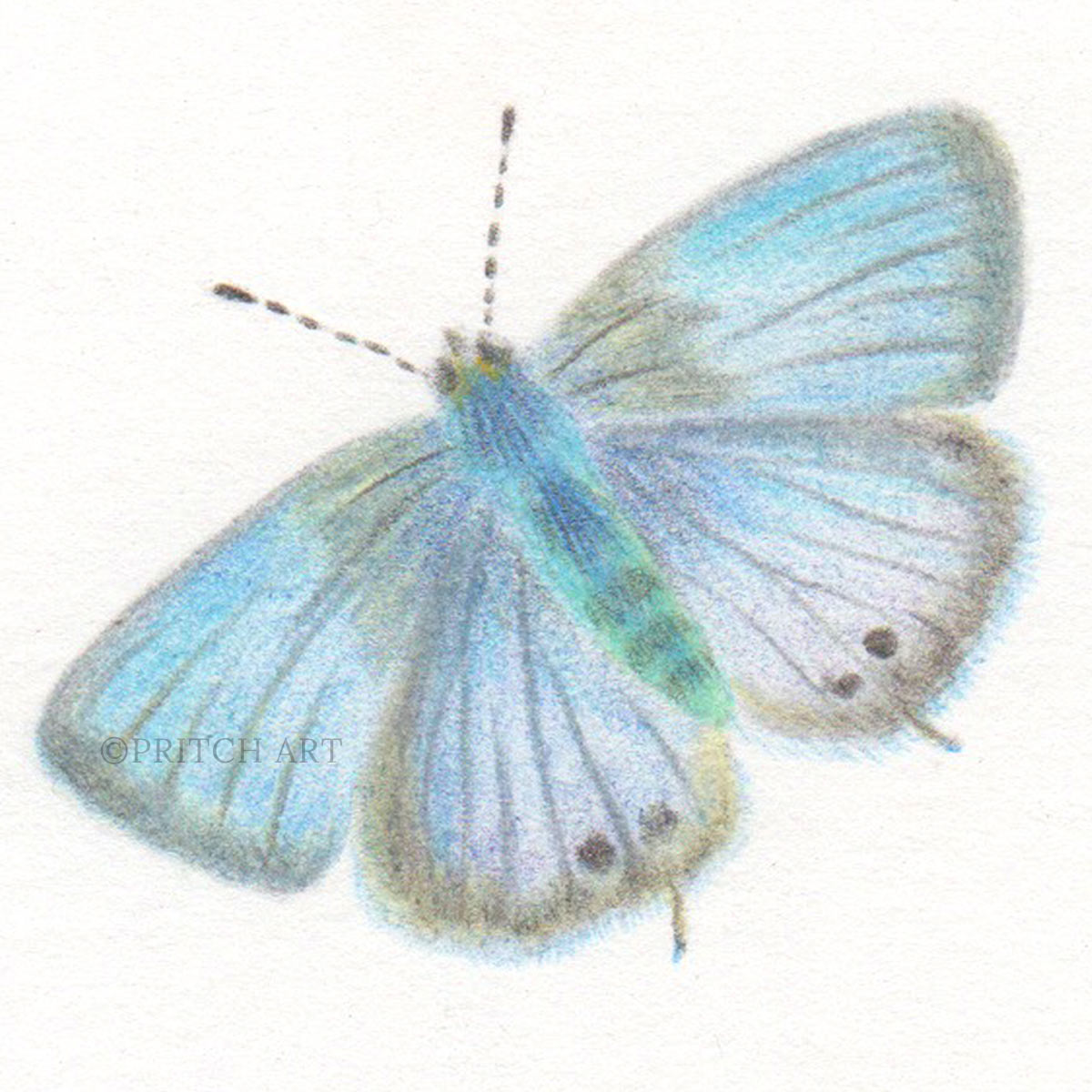 Long-tailed Blue thumbnail 2