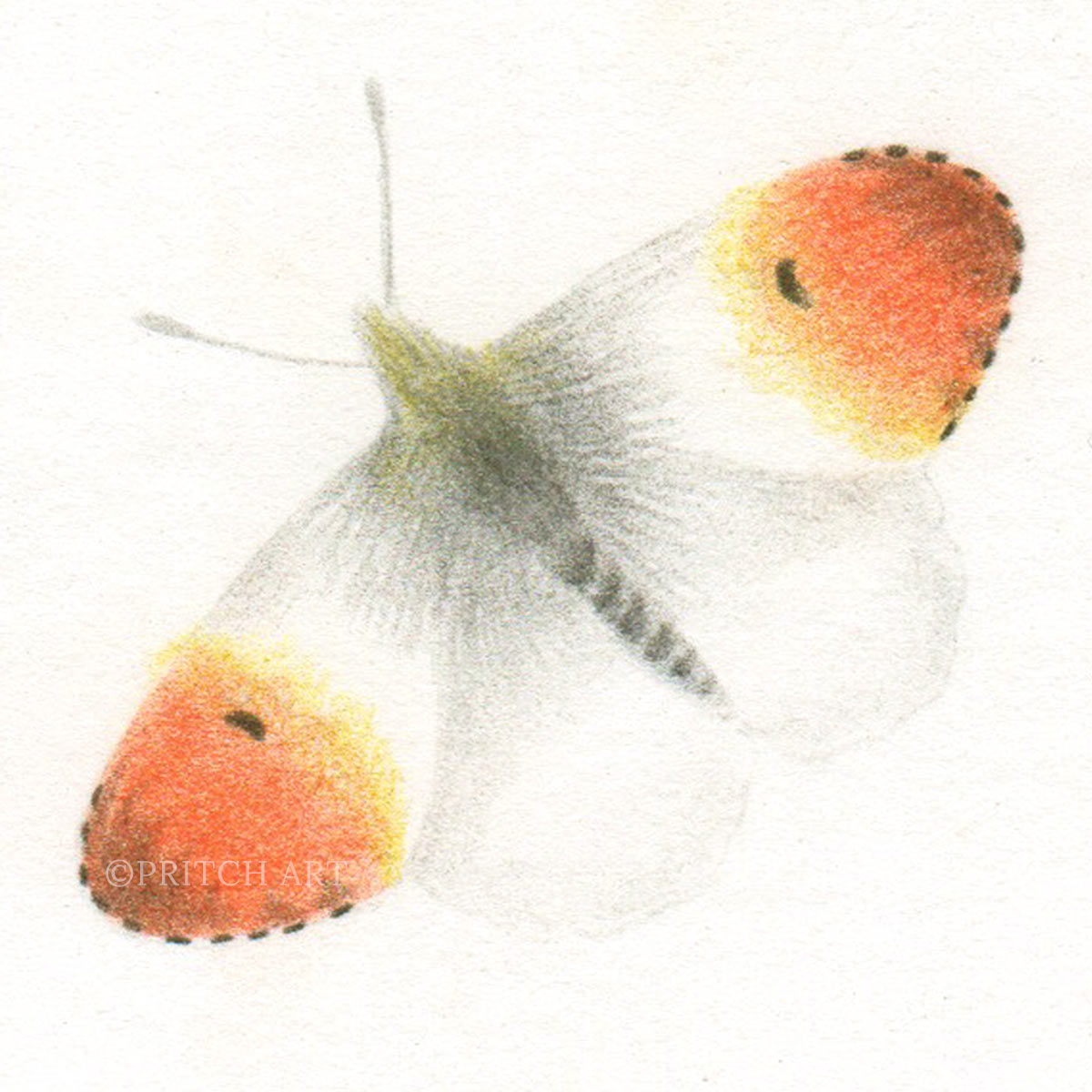 Orange Tip thumbnail 2