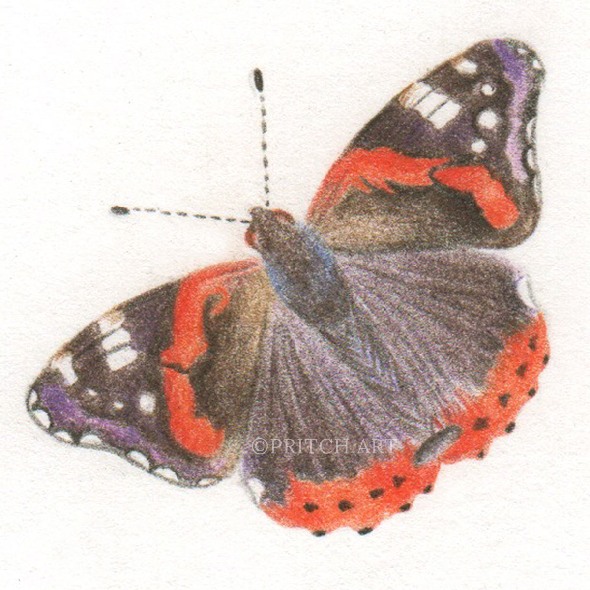 Red Admiral thumbnail 2