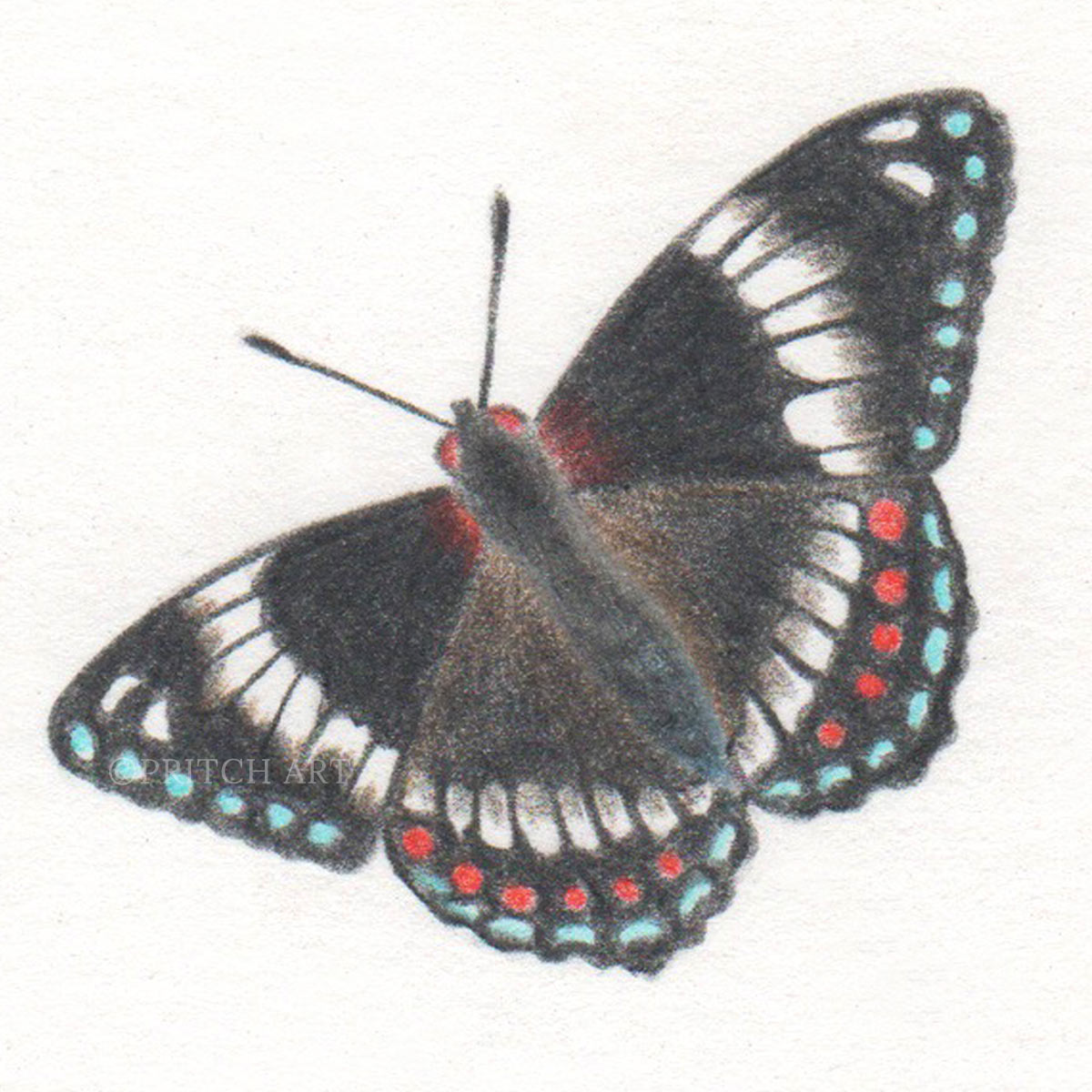 White Admiral thumbnail 2